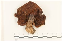 登錄號:F0037557藏品圖，第3張
