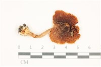 登錄號:F0037559藏品圖，第1張