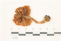 登錄號:F0037559藏品圖，第3張