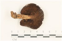 登錄號:F0037560藏品圖，第3張