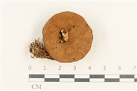 登錄號:F0037561藏品圖，第1張