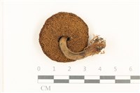 登錄號:F0037561藏品圖，第3張
