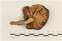 登錄號:F0037564藏品圖，第3張