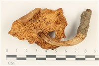 登錄號:F0037565藏品圖，第3張