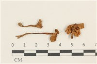 登錄號:F0037566藏品圖，第1張