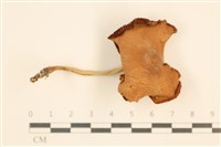 登錄號:F0037567藏品圖，第1張