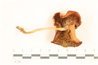 登錄號:F0037567藏品圖，第3張