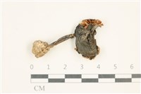 登錄號:F0037568藏品圖，第1張