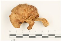 登錄號:F0037570藏品圖，第1張