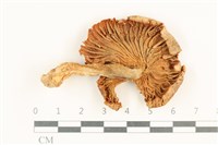 登錄號:F0037570藏品圖，第3張