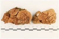 登錄號:F0037571藏品圖，第1張