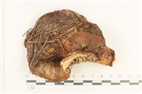 登錄號:F0037573藏品圖，第1張