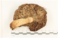 登錄號:F0037573藏品圖，第3張