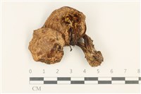 登錄號:F0037575藏品圖，第1張