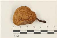 登錄號:F0037576藏品圖，第1張