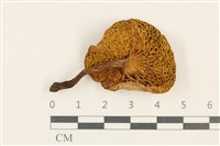 登錄號:F0037576藏品圖，第3張