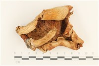 登錄號:F0037579藏品圖，第3張