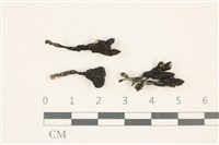 登錄號:F0037582藏品圖，第1張