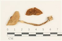 登錄號:F0037583藏品圖，第1張