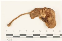 登錄號:F0037585藏品圖，第1張