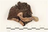 登錄號:F0037586藏品圖，第3張