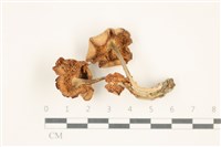 登錄號:F0037591藏品圖，第3張