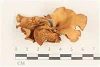 登錄號:F0037593藏品圖，第1張