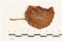 登錄號:F0037595藏品圖，第1張