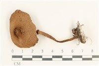 登錄號:F0037596藏品圖，第1張
