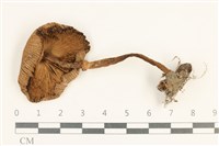 登錄號:F0037596藏品圖，第3張