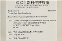 登錄號:F0037599藏品圖，第2張