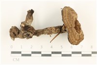 登錄號:F0037599藏品圖，第1張