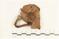 登錄號:F0037600藏品圖，第1張