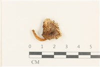 登錄號:F0037604藏品圖，第1張