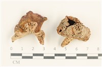 登錄號:F0037606藏品圖，第1張