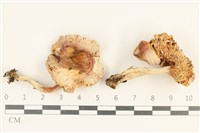 登錄號:F0037609藏品圖，第1張