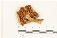 登錄號:F0037611藏品圖，第3張
