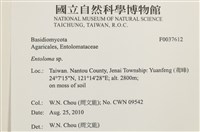 粉褶菌屬藏品圖，第2張