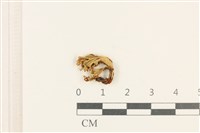 登錄號:F0037613藏品圖，第1張