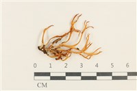 登錄號:F0037614藏品圖，第1張