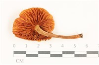 登錄號:F0037618藏品圖，第3張