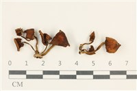 登錄號:F0037619藏品圖，第1張