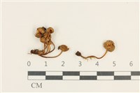 登錄號:F0037620藏品圖，第1張