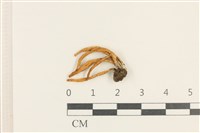 登錄號:F0037622藏品圖，第1張