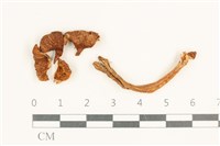 登錄號:F0037628藏品圖，第1張