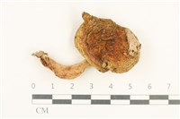 登錄號:F0037629藏品圖，第1張