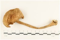 登錄號:F0037633藏品圖，第1張