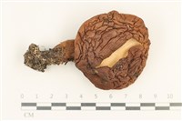 登錄號:F0037635藏品圖，第1張