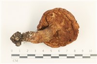 登錄號:F0037635藏品圖，第3張
