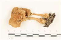 登錄號:F0037636藏品圖，第1張